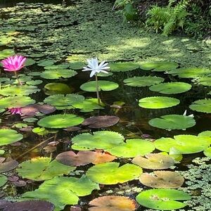 Meet your Posher, Noelle